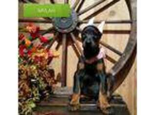 Doberman Pinscher Puppy for sale in Paradise, PA, USA