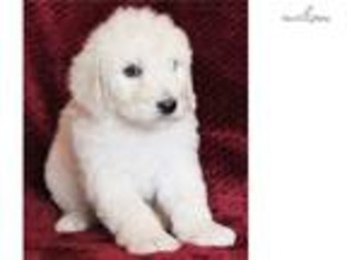Labradoodle Puppy for sale in Fayetteville, AR, USA