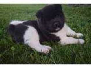 Akita Puppy for sale in Springfield Center, NY, USA