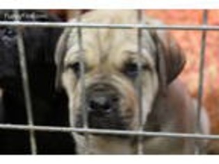 Cane Corso Puppy for sale in Borden, IN, USA