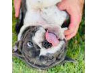 Bulldog Puppy for sale in Gilbert, AZ, USA