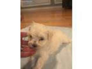 Maltese Puppy for sale in Grayson, KY, USA