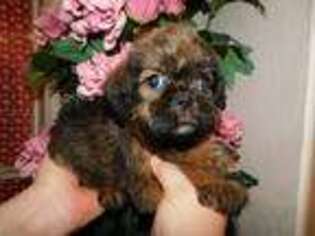Brussels Griffon Puppy for sale in Poplarville, MS, USA