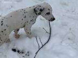 Dalmatian Puppy for sale in Monroe, ME, USA