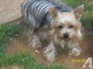 Yorkshire Terrier Puppy for sale in FERRUM, VA, USA