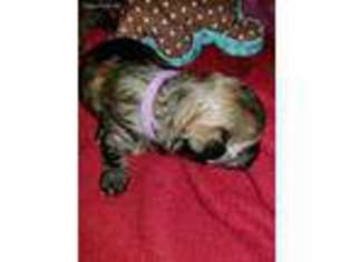 Poovanese Puppy for sale in Fayetteville, AR, USA