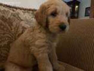 Goldendoodle Puppy for sale in Annandale, NJ, USA