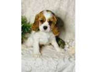 Cavalier King Charles Spaniel Puppy for sale in Conway, MO, USA