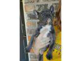French Bulldog Puppy for sale in Saraland, AL, USA
