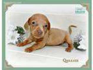 Dachshund Puppy for sale in Prairieville, LA, USA