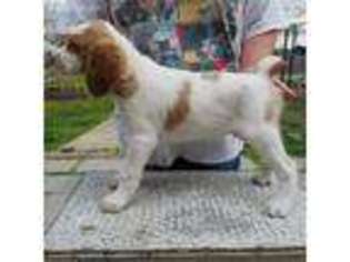 Brittany Puppy for sale in Wymore, NE, USA