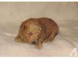Mutt Puppy for sale in MC KENNEY, VA, USA