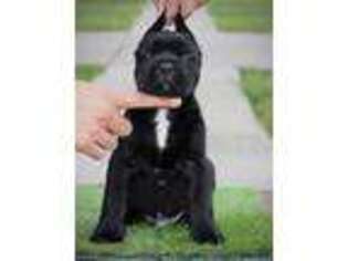 Cane Corso Puppy for sale in Mcallen, TX, USA