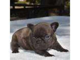 French Bulldog Puppy for sale in Ash Flat, AR, USA