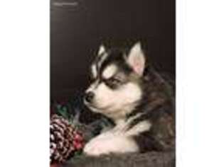 Siberian Husky Puppy for sale in Oakland, OR, USA