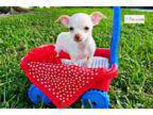 Chihuahua Puppy for sale in Fort Myers, FL, USA