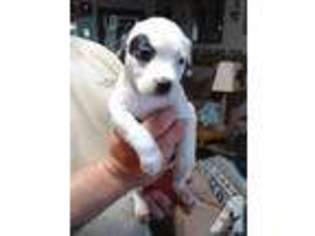 American Bulldog Puppy for sale in WAXAHACHIE, TX, USA