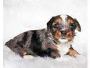 Mutt Puppy for sale in Payson, AZ, USA