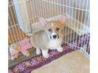 Pembroke Welsh Corgi Puppy for sale in Newberry, IN, USA