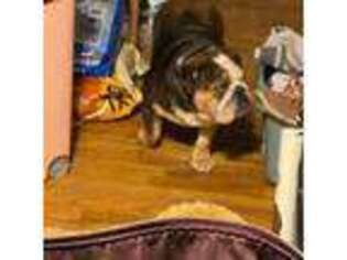 Bulldog Puppy for sale in Milburn, OK, USA