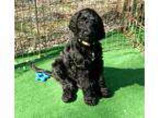Goldendoodle Puppy for sale in Madison, NC, USA