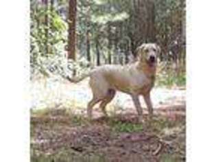 Labrador Retriever Puppy for sale in Honea Path, SC, USA
