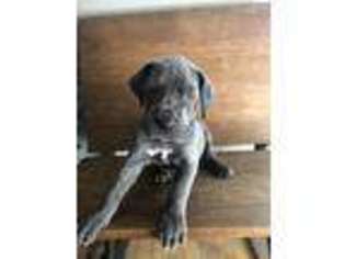 Great Dane Puppy for sale in Edgerton, OH, USA