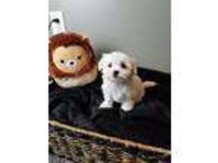 Maltese Puppy for sale in Greenwood, IN, USA