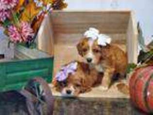 Cocker Spaniel Puppy for sale in Sioux Center, IA, USA