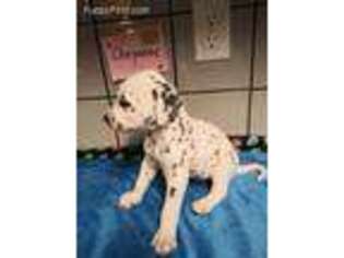 Dalmatian Puppy for sale in Delano, CA, USA