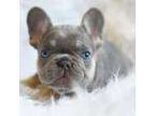 French Bulldog Puppy for sale in Hampstead, NC, USA
