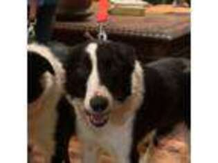 Border Collie Puppy for sale in Hardy, AR, USA
