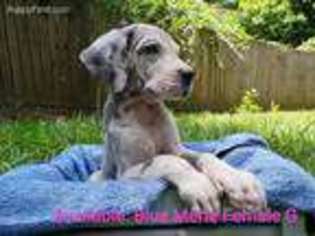 Great Dane Puppy for sale in Foley, AL, USA