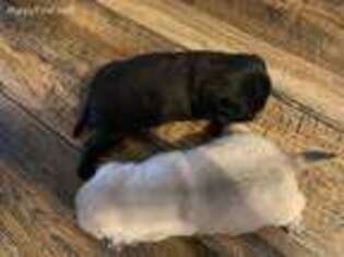 Pug Puppy for sale in Bowling Green, KY, USA