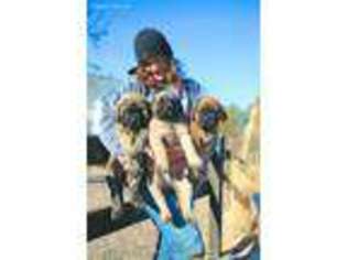 Mastiff Puppy for sale in Barton, ND, USA