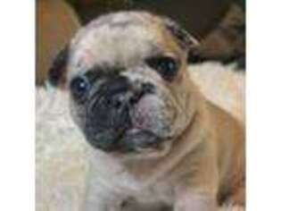 French Bulldog Puppy for sale in Fresno, TX, USA