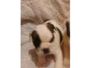 Bulldog Puppy for sale in Hickory, NC, USA