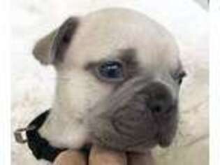 French Bulldog Puppy for sale in Hudsonville, MI, USA