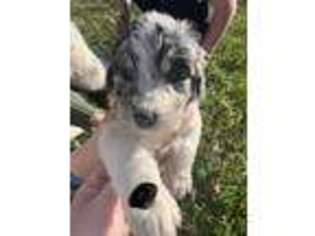 Mutt Puppy for sale in Stanton, AL, USA