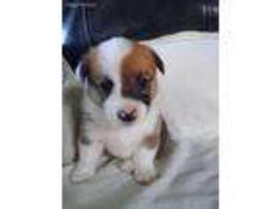 Pembroke Welsh Corgi Puppy for sale in Willard, OH, USA