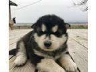 Alaskan Malamute Puppy for sale in Malta, ID, USA