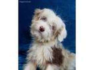 Mutt Puppy for sale in Ravenna, OH, USA