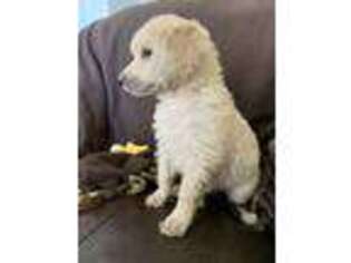 Mutt Puppy for sale in Lincoln City, OR, USA