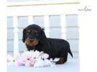 Dachshund Puppy for sale in Harrisburg, PA, USA