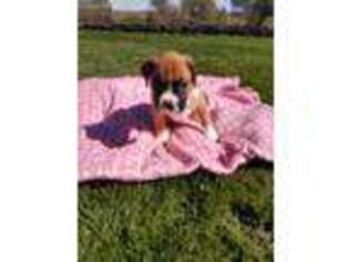 Boxer Puppy for sale in Amherst, NE, USA