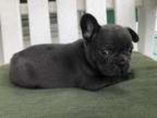 French Bulldog Puppy for sale in Hudsonville, MI, USA