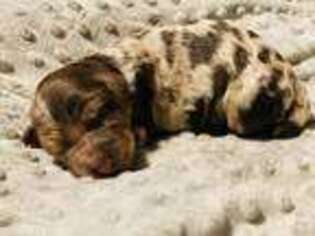 Mutt Puppy for sale in Ardmore, AL, USA