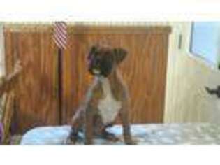 Boxer Puppy for sale in Tiffin, OH, USA