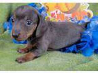 Dachshund Puppy for sale in West Valley City, UT, USA