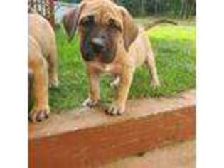 Mutt Puppy for sale in Jackson, NJ, USA